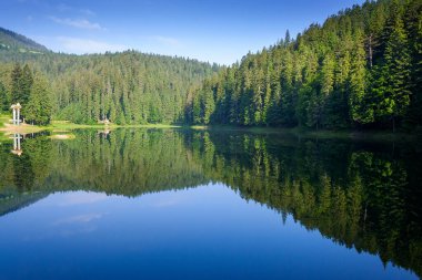 Kozalaklı ormanların arasında göl manzaralı bir yer. Synevyr Ulusal Parkı 'nın kalbindeki yeşil çevre. Mavi gökyüzü ile huzurlu güneşli bir yaz sabahı