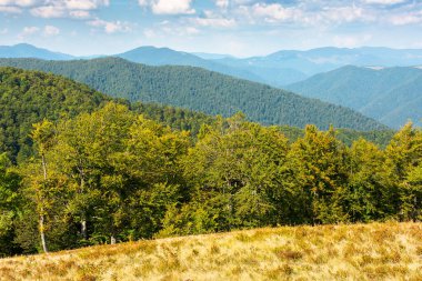 Yazın Karpat Dağlarındaki Kayın Ormanı. krasna bayırının tepesinden manzaralı bir manzara. Bulutlu mavi gökyüzü