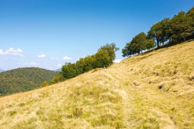 Tepedeki kayın ormanında sarı çimenler var. Sonbaharın başlarında güneşli bir günde yamaçtan geçen patika. Mavi gökyüzünün altındaki Karpat Dağları 'nın güzel manzarası