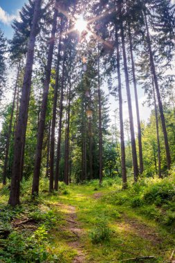 Ormanda dolanan dar çakıl yolu. (Onlar) yemyeşildirler. Yazın sinnevyr Ulusal Parkı. Gökyüzündeki güneş