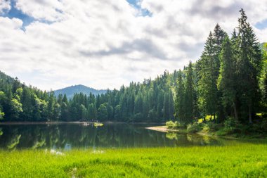 Bulutlu bir öğleden sonra, göl kenarındaki manzara. Doğa aynası. Göl kıyısındaki kozalaklı ağaçlar ve suya yansıyan orman karpatları.