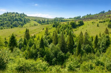 Tepedeki ormanlı yaz manzarası. Ukrayna 'nın dağlık manzarası. Yeşil yapraklı ağaçlarla birlikte doğal transkarpati ortamı. Açık mavi gökyüzünün altında güneşli bir günde manzara