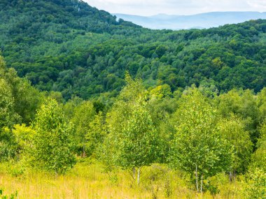 Güneşli bir günde çimenli yamaçta huş ağaçları. Yazın Transcarpathia 'nın dağlık manzarası. Gökyüzündeki bulutlar. Benekli ışıkta kırsal bir manzara