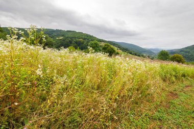 bulutlu bir günde dağlık bir kırsal bölge. Transcarpathia bölgesindeki kırsal çayırlar. Ormanın yakınındaki tepede kırsal saman tarlası olan manzara. Uzak vadideki köy