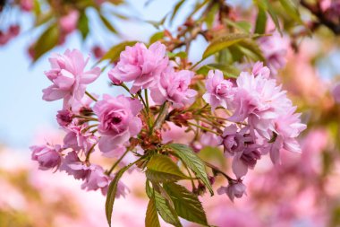 Baharda pembe kiraz çiçeği. Ukrayna 'daki Japon kültürü. Yüzeyin derinliği