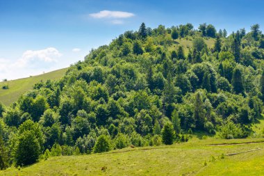 Tepedeki ormanlı yaz manzarası. Ukrayna 'nın dağlık manzarası. Volovets bölgesinin kırsal kesiminde bitki örtüsü ve bitki örtüsü. Açık mavi gökyüzünün altında güneşli bir günde manzara