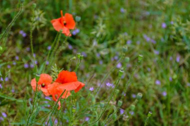 Kırmızı gelincik çiçeği yazın açar. Ukrayna kırsalında güzel bir çayır. Açık hava yakın çekim fotoğrafçılığı. Bahçenin çiçek arkaplanı. huzurlu kırsal tazelik