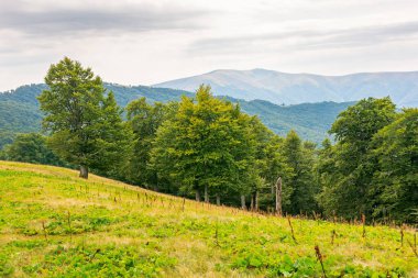 Yamaçtaki ilkel kayın ormanı. Karpatlar 'ın ekosistem manzarası güzeldir. Svidovets Tepesi manzarası. Yaz öğleden sonra dağ manzarası. Ukrayna 'nın harika ekolojisini keşfetmek 