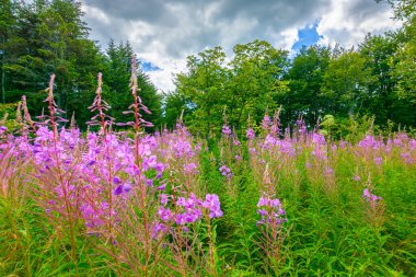 Pembe yakut çiçeği. Yazın Karpatların doğal bitki örtüsü. Alp çayırında filizlenen Willoerb bitkisi ormandaki arka planda