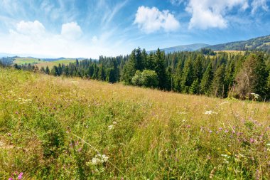 Yazın tepede köknar ormanı olan dağ manzarası. Ukrayna kırsalının güzel doğa manzarasında yürüyüş yapmak. Mavi gökyüzü altında güneşli bir günde bulutlu Karpatların manzarası