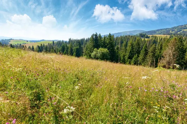 Yazın tepede köknar ormanı olan dağ manzarası. Ukrayna kırsalının güzel doğa manzarasında yürüyüş yapmak. Mavi gökyüzü altında güneşli bir günde bulutlu Karpatların manzarası