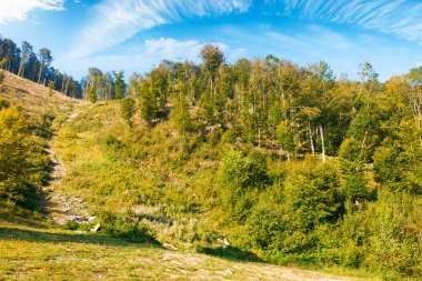 Sonbaharda tepedeki yaprak döken orman. Eylül 'de güneşli bir günde Karpatlar' ın dağ manzarası. Ukrayna 'nın ilkel kayın ormanları. Çimenli yamaçta yokuş yukarı