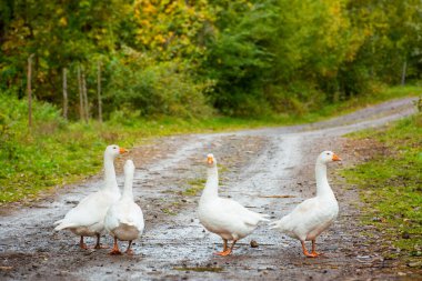 Yoldaki beyaz kazlar. Köyün yolundaki şirin sürü. Avrupa 'nın evcil kuşu
