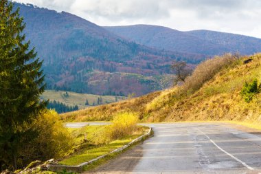 Sonbaharda dağ manzarası boyunca yol. Sabah ışığında kırsal bir manzara. Transcarpathia 'nın volovets bölgesinin kırsal bölgesinde asfalt asfalt asfalt boyunca uzanan ladin ağaçları görülüyor. Ukrayna 'ya seyahat