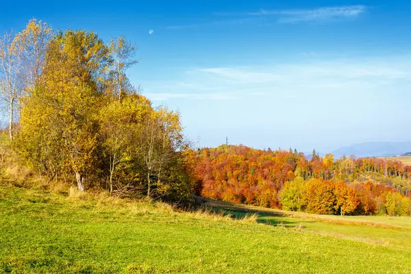 Sonbaharda ormanlı dağ manzarası. Ukrayna 'nın dağlık bölgesinde güzel bir kırsal bölge. Tepedeki küçük korulukta mavi gökyüzünün altında renkli yapraklar içinde. Açık hava macerası için doğa arka planı