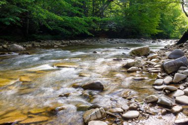 Bitki örtüsü ormanında Lyuta nehri ile doğa manzarası. tatlı su akıntısında kayalar. Yazın vahşi doğa manzarası. Ukrayna 'da seyahat ya da tatil için güzel yeşil çevre
