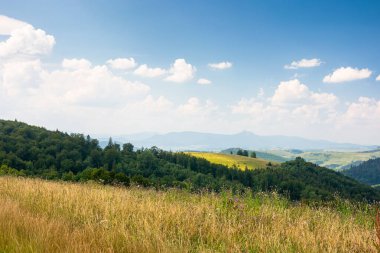 Dağlık Karpatya kırsal arazisi. Mavi gökyüzünün altında, tüylü bulutlu çimenli alp çayırı. Yeşil çevre. Tepedeki orman. Güneşli bir günde Ukrayna dağlarında yaz tatili