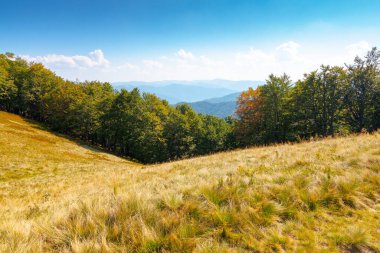 Sonbaharda tepedeki yaprak döken orman. Eylül 'de güneşli bir günde Karpatlar' ın dağ manzarası. Ukrayna 'nın ilkel kayın ormanları. Çimenli çayır. Alp açık hava macerası
