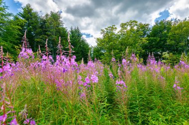 Pembe yakut çiçeği. Yazın Karpatların doğal bitki örtüsü. Alp çayırında filizlenen Willoerb bitkisi ormandaki arka planda