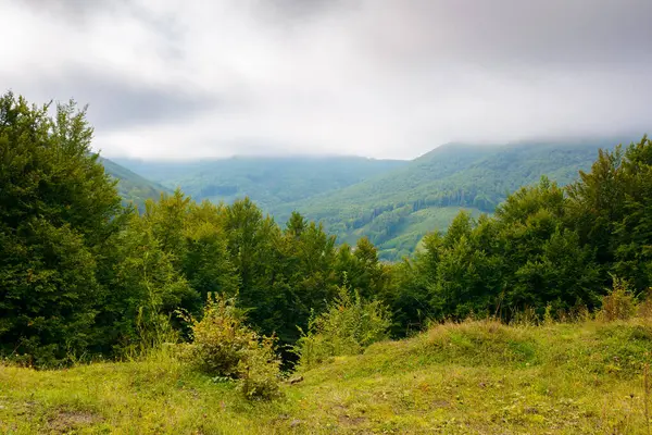 Sonbaharda Carpathian kırsal arazisi. Çimenli çayırlar ve uzak vadiye doğru uzanan tepelerdeki orman yamaçları. Gri bulutlu bulutlu bulutlu yağmurlu hava