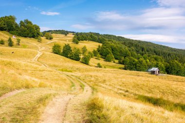 Yokuş yukarı toprak yol boyunca kayın ağaçlarıyla kaplı bir dağ manzarası. Kuru hava. Sarı çimenli tepenin olduğu yaz sonu manzarası. Yamaçtaki ilkel orman. Bulutlu mavi gökyüzü güneşli bir akşamda