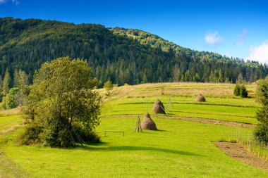 Çimenli tepede saman yığını. Kozalaklı ormanın yakınındaki kırsal alanda. Güneşli bir öğleden sonra Karpatlar 'ın güzel kırsalında