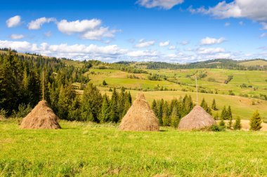 Çimenli tepede saman yığını. Kozalaklı ormanın yakınındaki kırsal alanda. Güneşli bir öğleden sonra Karpatlar 'ın güzel kırsalında