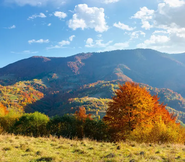 Öğleden sonra sonbahar dağ manzarası. Ukrayna 'nın dağlık kesimlerinde kırsal alanlar ve renkli yaprak döken ağaçlar. Akşam ışığında Transcarpathia 'nın yuvarlanan tepeleri