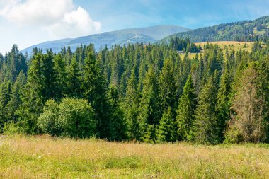 Yazın tepede köknar ormanı olan dağ manzarası. Ukrayna kırsalının güzel doğa manzarasında yürüyüş yapmak. Mavi gökyüzü altında güneşli bir günde bulutlu Karpatların manzarası