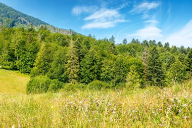 Yazın tepede köknar ormanı olan dağ manzarası. Ukrayna kırsalının güzel doğa manzarasında yürüyüş yapmak. Mavi gökyüzü altında güneşli bir günde bulutlu Karpatların manzarası