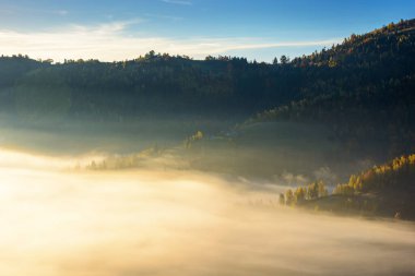 Dağ manzarasında sabah sisi. Transilvanya 'da sonbahar. Tepenin tepesinde ağaçların parlayan sislerin arasında güzel bir manzara. açık mavi gökyüzü altında manzaralı arka plan