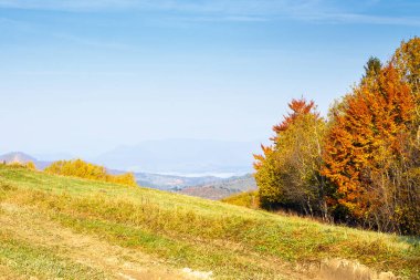 Sonbaharda güneşli bir sabahta kırsal dağ manzarası. Tepenin üzerinde renkli yapraklar içinde ağaçlar. Bulutsuz mavi gökyüzünün altında kırsal bir manzara. seyahat Karpatları sonbahar sezonunda