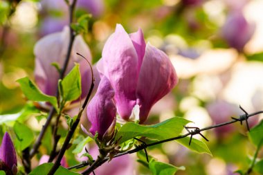 Manolya çiçekleri dikenli tellerin arkasında çiçek açıyor. Doğa ya da güzellik koruma kavramı. İlkbaharda bir parkın ışıklandırılmış manzarası