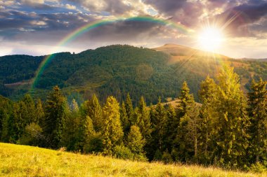 Çayırda ve yamaçta köknar ağaçları ve günbatımında bulutlu mavi gökyüzünün altında kozalaklı ağaçlar. Sonbaharın başlarında dağlık kırsal alan. manzaralı kırsal manzara akşam ışığında