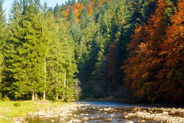 Sonbaharda nehir olan dağ manzarası. Ukrayna 'nın parlak akşam ışığında renkli bir seyahat geçmişi var. Sonbahar sezonunda sinnevyr Ulusal Parkı 'nın güzelliğini keşfedin.