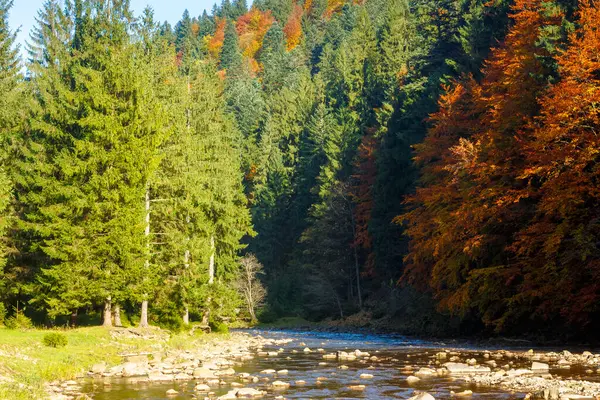 Sonbaharda nehir olan dağ manzarası. Ukrayna 'nın parlak akşam ışığında renkli bir seyahat geçmişi var. Sonbahar sezonunda sinnevyr Ulusal Parkı 'nın güzelliğini keşfedin.