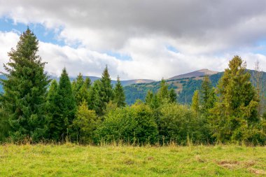 Bulutlu gökyüzü olan dağ manzaralı orman. Ukrayna Alpleri. Güzel doğa yolculuğu geçmişi. Alp kırsalının manzarası. Sonbaharın başlarında tepede kozalaklı ağaçlar