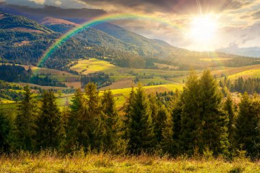 Çimenli çayırın arkasındaki ladin ormanı gün batımında. Sonbaharın başlarında, dağlarda. Tepedeki bulutlar. Açık hava maceraları ve yürüyüş sezonu. Akşam ışığında gökkuşağı altında alp manzarası