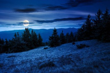 Tepedeki bir çayırdaki köknar ağaçları geceleri dağlardaki kozalaklı ormanlara kadar uzanıyor. Dağlık arazi bulutlu gökyüzünün altında sonbaharın başlarında dolunay ışığında