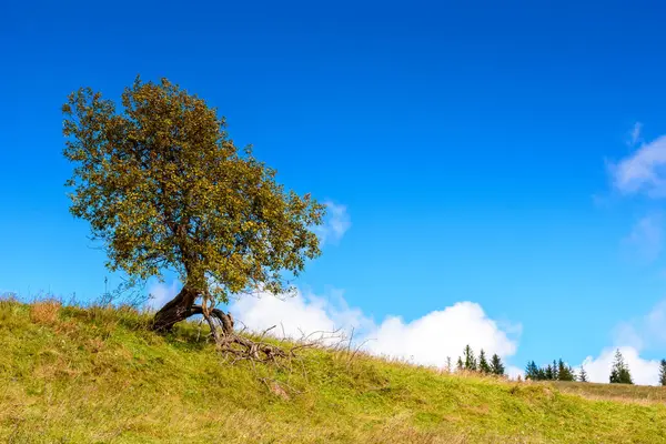 Sonbaharda kırsal manzara. Sabah ışığında çimenli tepede tek bir ağaç. Arka planda mavi gökyüzünde bulutlar. Eylül 'de mevsimsel hava değişimi