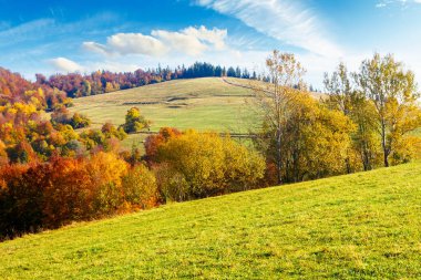 Sonbaharda ormanlı dağ manzarası. Ukrayna 'nın dağlık bölgesinde güzel bir kırsal bölge. Tepedeki küçük korulukta mavi gökyüzünün altında renkli yapraklar içinde. Açık hava macerası için doğa arka planı
