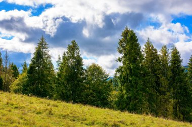Dağ sırasının yamacında kozalaklı orman ve çayır var. Sonbaharda tepede çimenli bir çayır. Güneşli bir sabahta bulutların altında Transcarpathia manzarası 