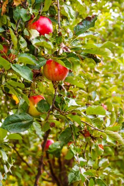 Ağacın dalında yapraklı erimiş elma asılı. Ağaçta olgun organik meyveler var. Bahçedeki bulanık yaprakların yeşil arka planında kırsal sonbahar hasadı