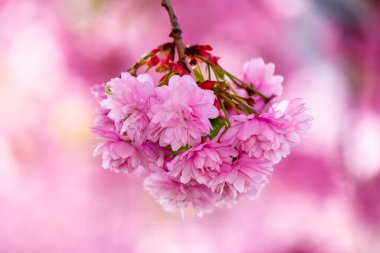 Baharda kiraz çiçeği açar. Narin pembe çiçek yaprakları. Japon Kanzan Sakura 'ya yakın çekim. Uzhorod, Ukrayna 'da Hanami Tatili. Romantik sezon. Nisan 'da çiçek açan bitki ile birlikte doğa arka planı