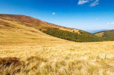 Karpat dağlarında sakin bir sonbahar günü. krasna tepelerinin çimenli tepelerinde yaprak döken ağaçlar. Sonbahar mevsiminde bulutlu mavi gökyüzünün altında Transcarpathia 'nın güneşli manzarası. Doğadaki güzellik kavramı