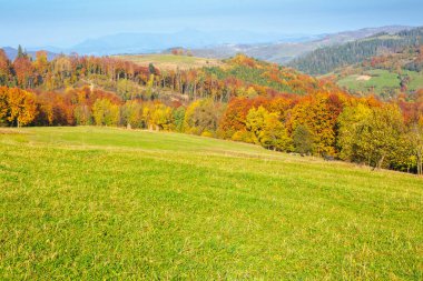 Sonbaharda Karpat Dağları 'nın ormanlık tepesinde. Kırsal doğa, renkli yaprakları olan ağaçlar. Pikui zirvesi sisli mesafede