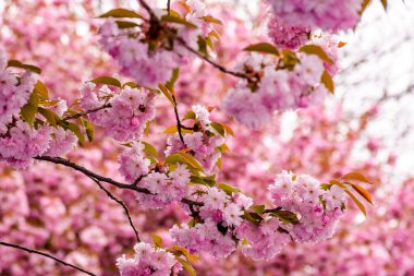 Kiraz çiçeği baharı. Pembe çiçekli sakura ağacı. Bulanık bahçeye karşı güzel bir arka plan. Güneşli bir günde açan bir dalla romantik bir sahne