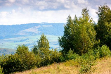 Orman ve çimenli çayırlar bulutlu sonbahar gökyüzünün altındaki tepelerde. Güzel sonbahar havasında güzel bir kırsal. Güneşli bir günde Karpatya dağlarının eteklerinde doğa manzarası