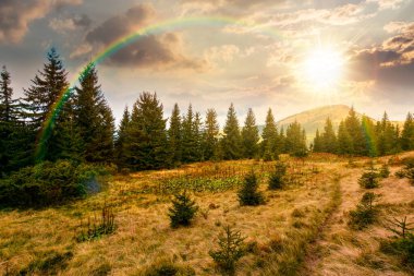 Gün batımında çayırdaki köknar ağaçları. Mavi gökyüzünün altında, akşam ışığında ağır bulutlarla kozalaklı ormanlarla dolu manzaralı bir yer. güzel alp manzarası