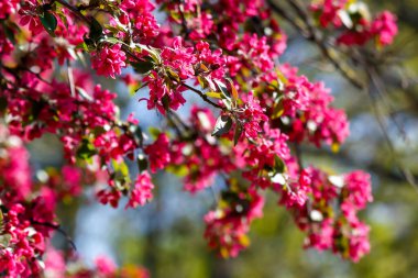 Akşam ışığında açan kırmızı yaban elması. İlkbaharda güzel doğa